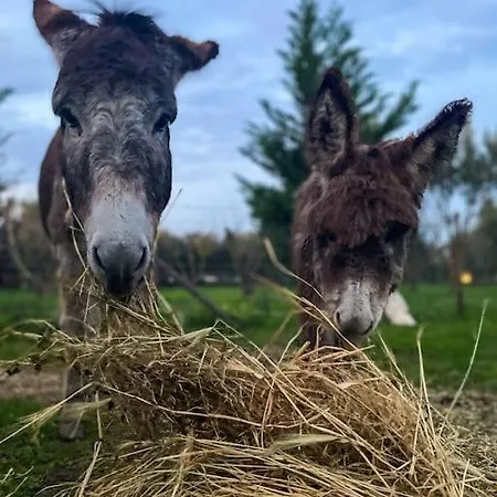 Ferienhaus Claudia - A