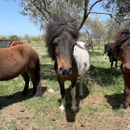 Claudia - A Ferienhaus *